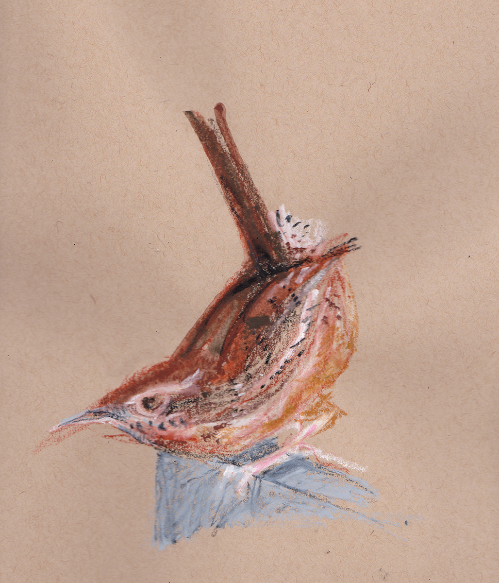 carolina wren_wombwell