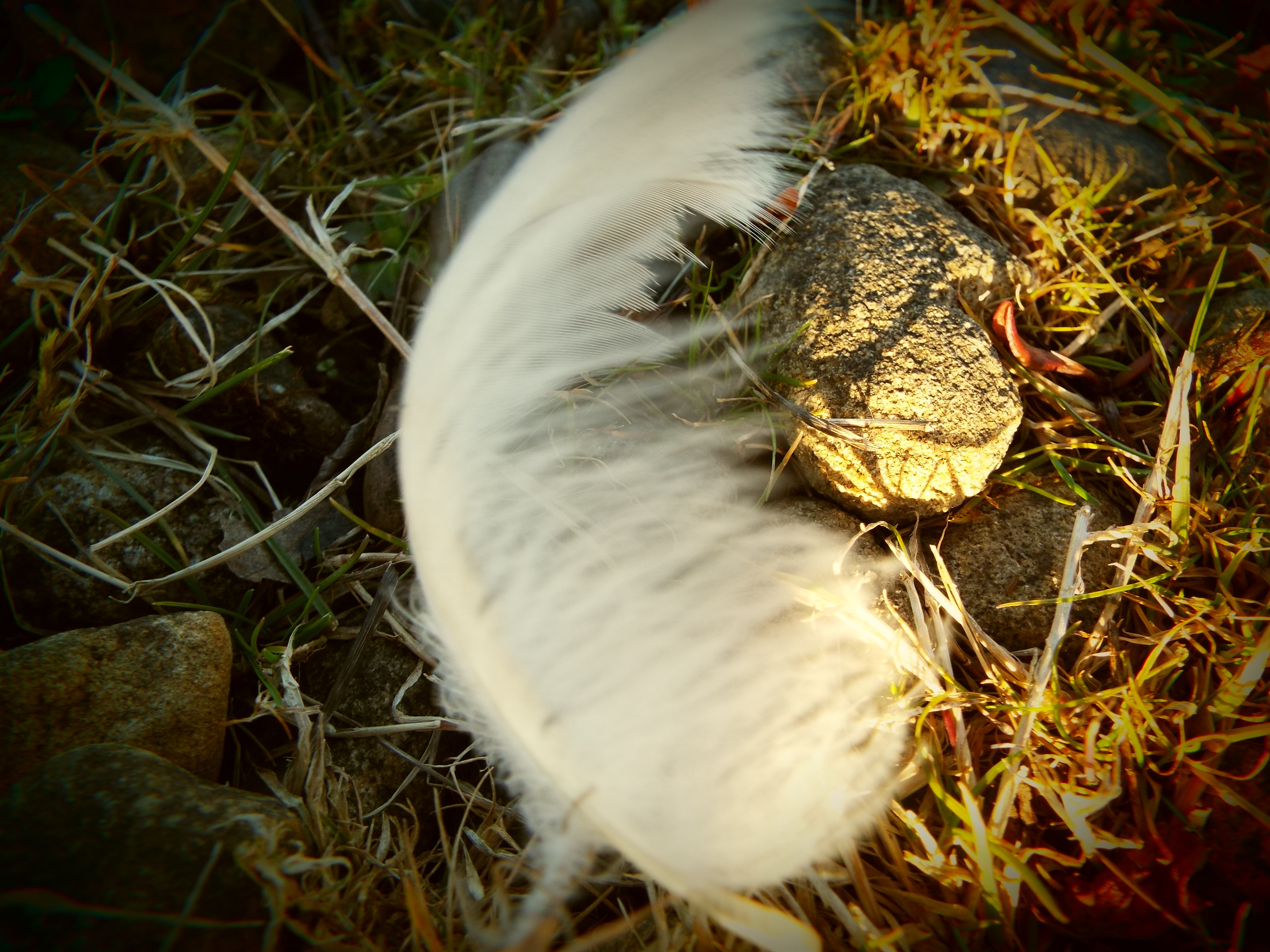 Feather and Stones 2