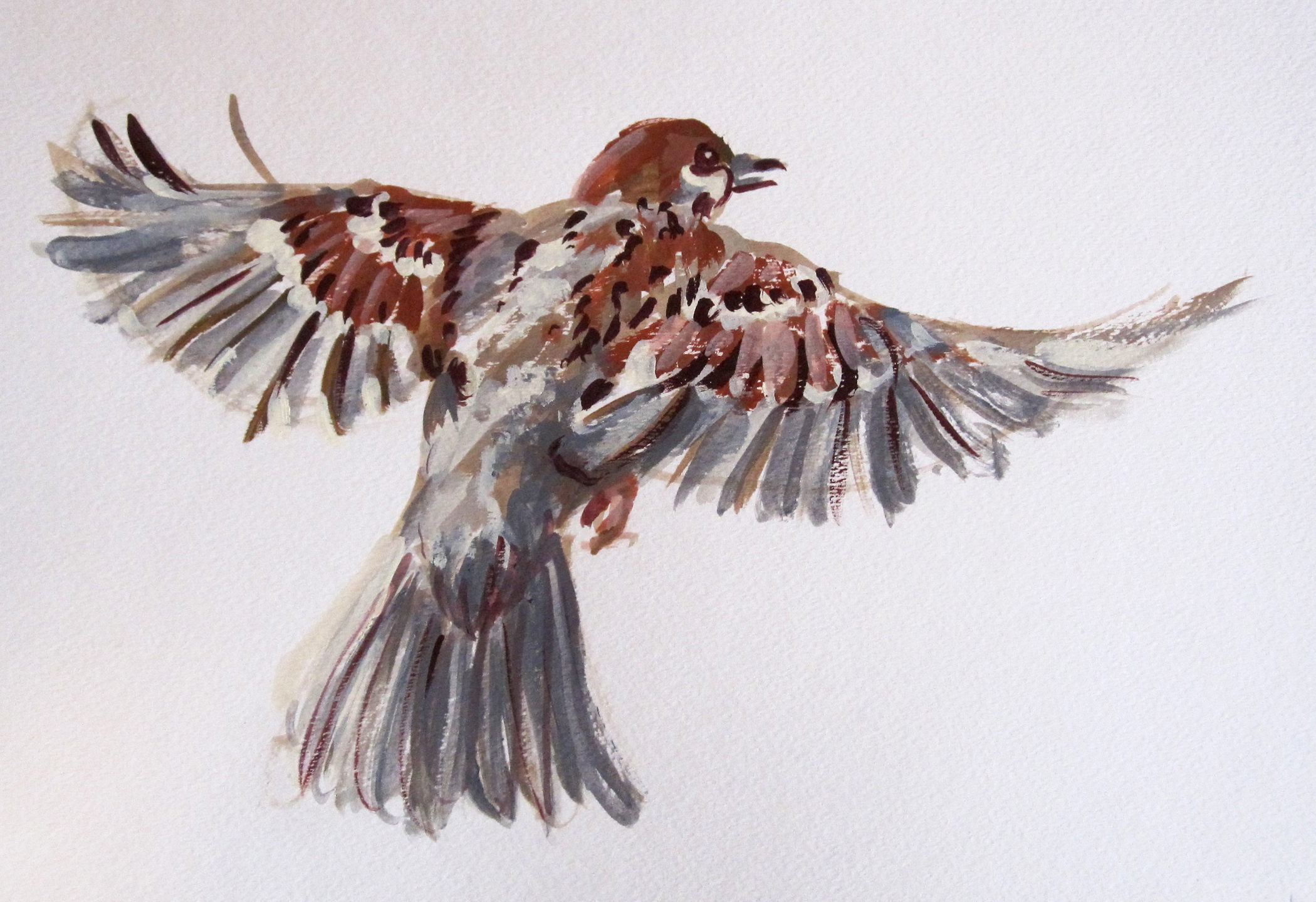 flying sparrow_wombwell