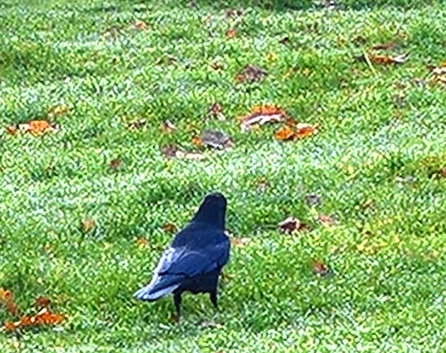 Graveyard Crow (2)