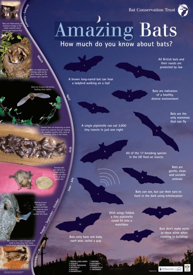 Bat Appreciation poster