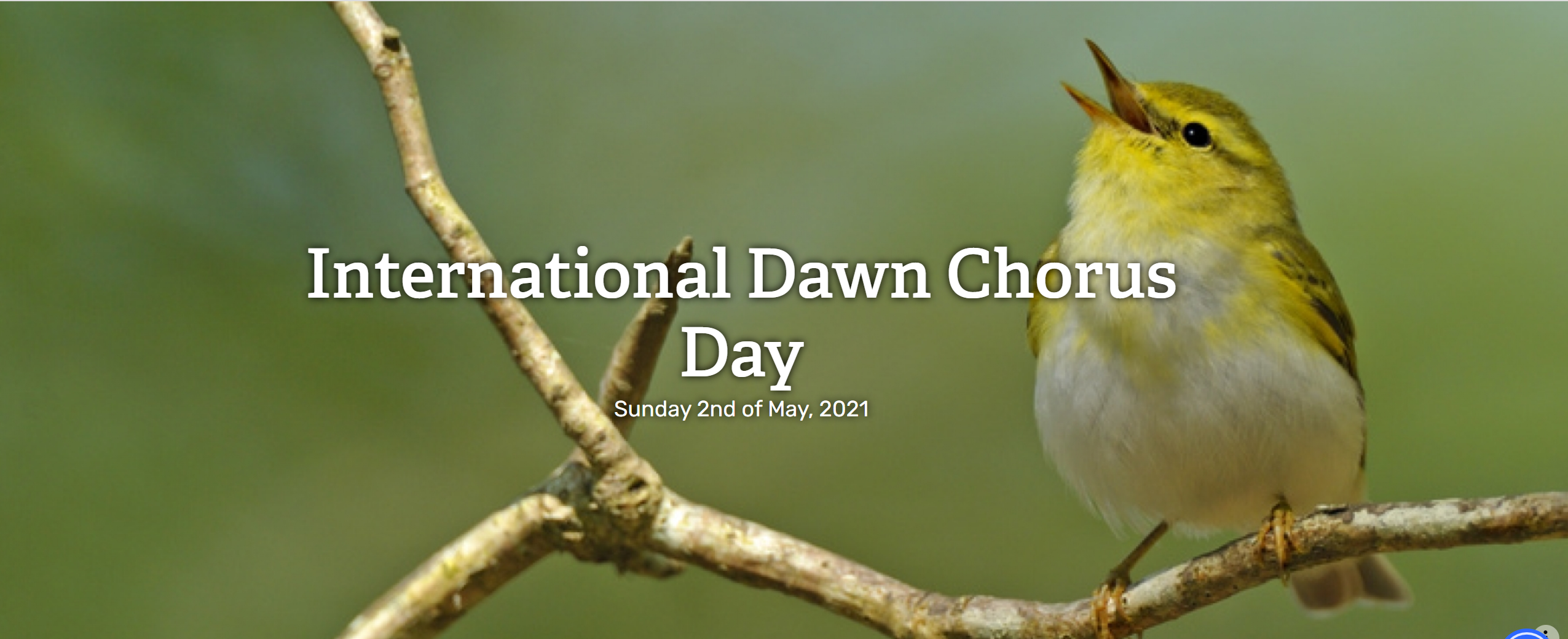 dawn chorus day