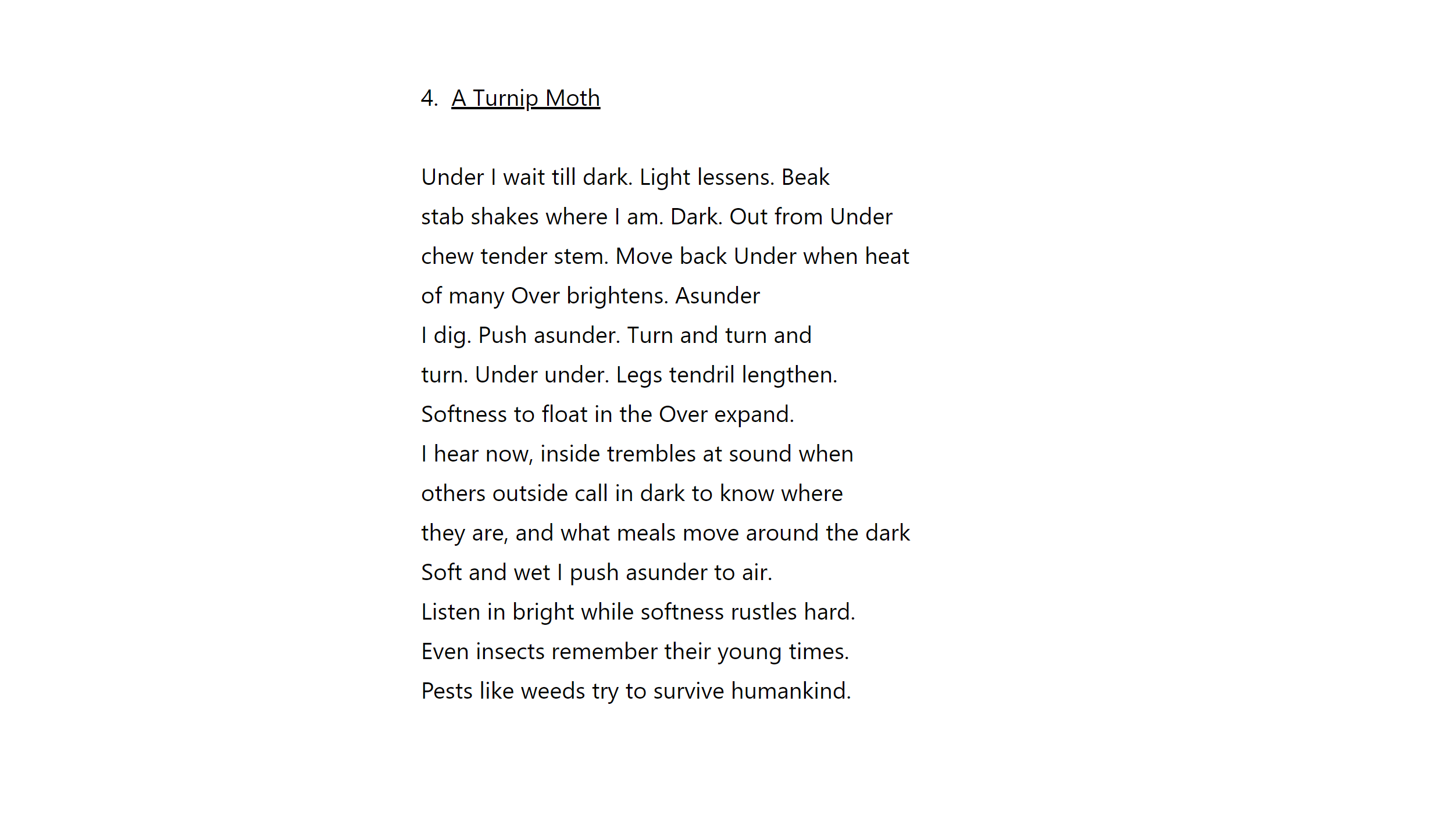 A Turnip Moth in Fever