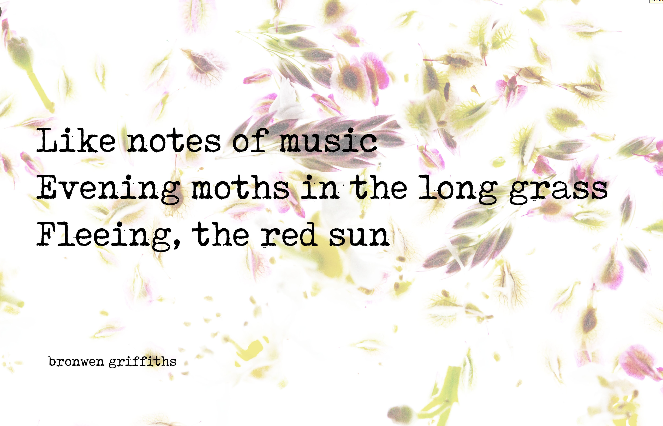 bronwen griffiths moth hailku