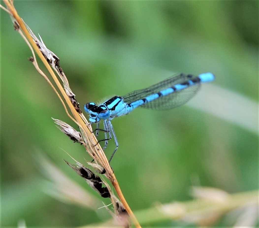 Common Blue damselfly