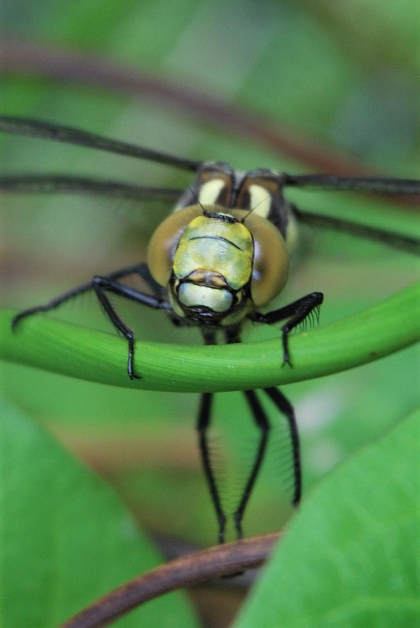 Southern Hawker emerging