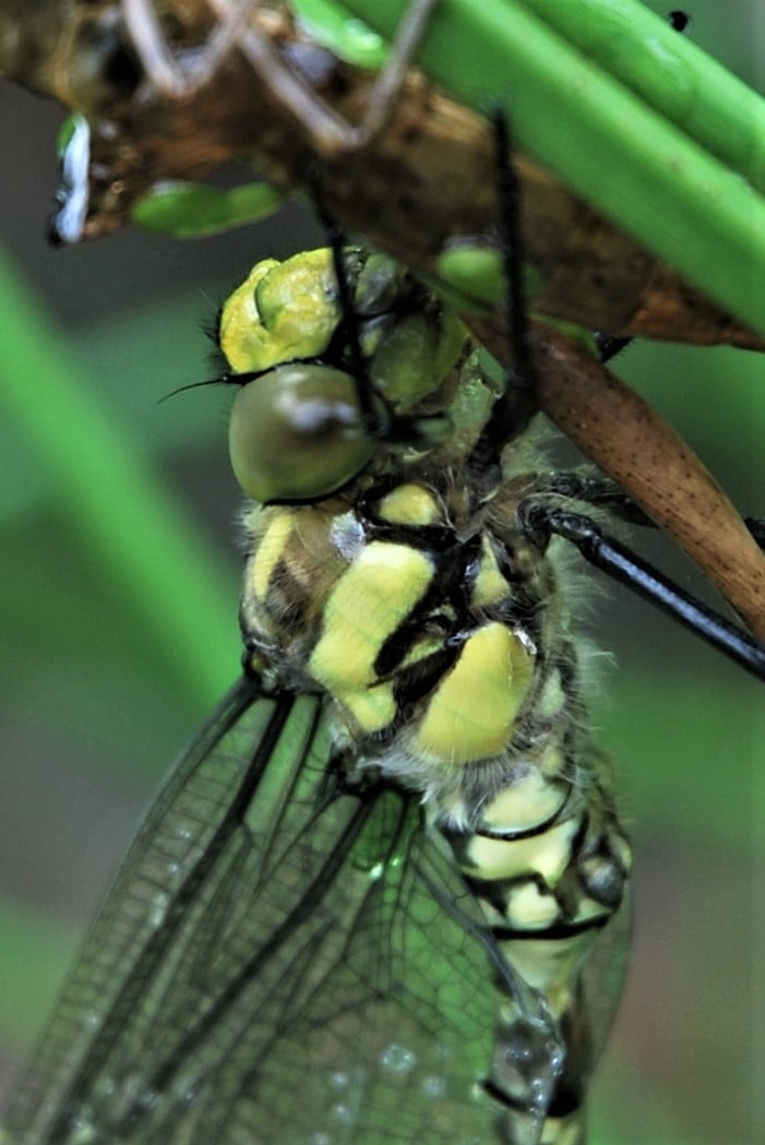 Southern Hawker neawly emerged