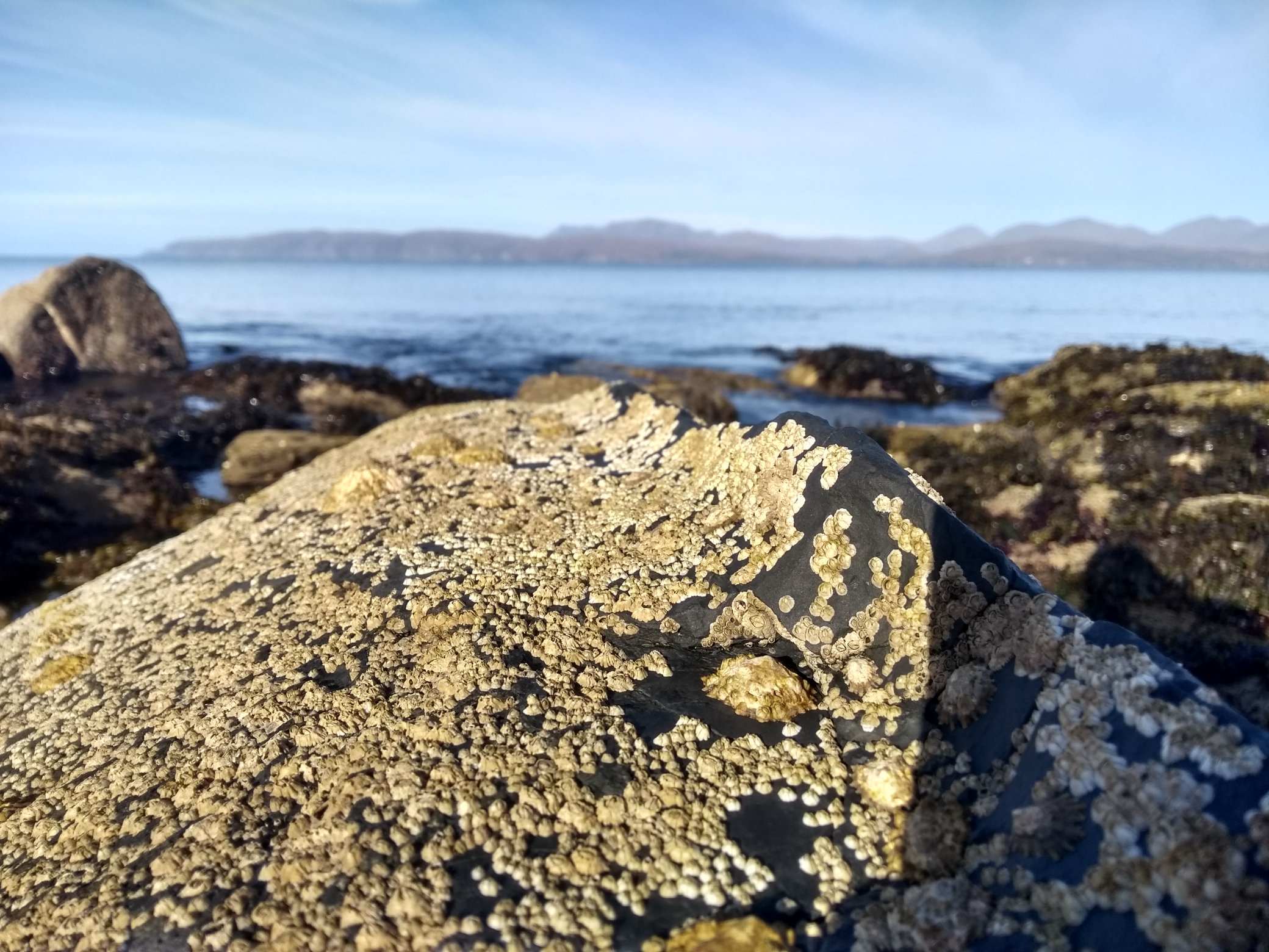 Barnacle by Andy MacGregor