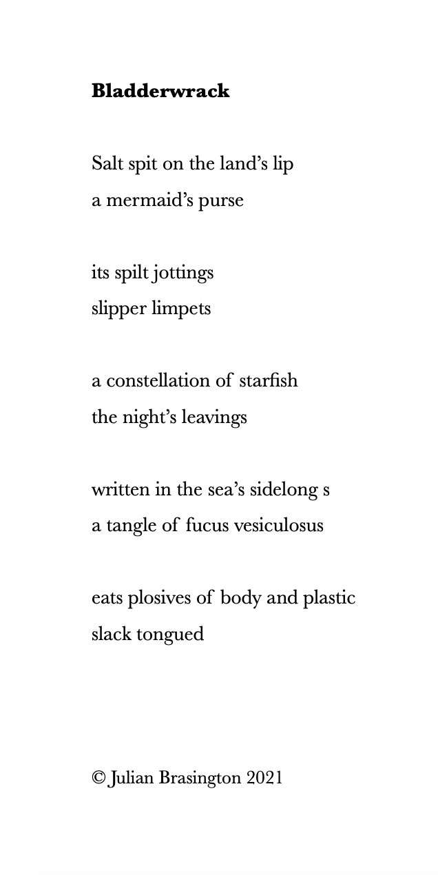 Bladderwrack by Julian