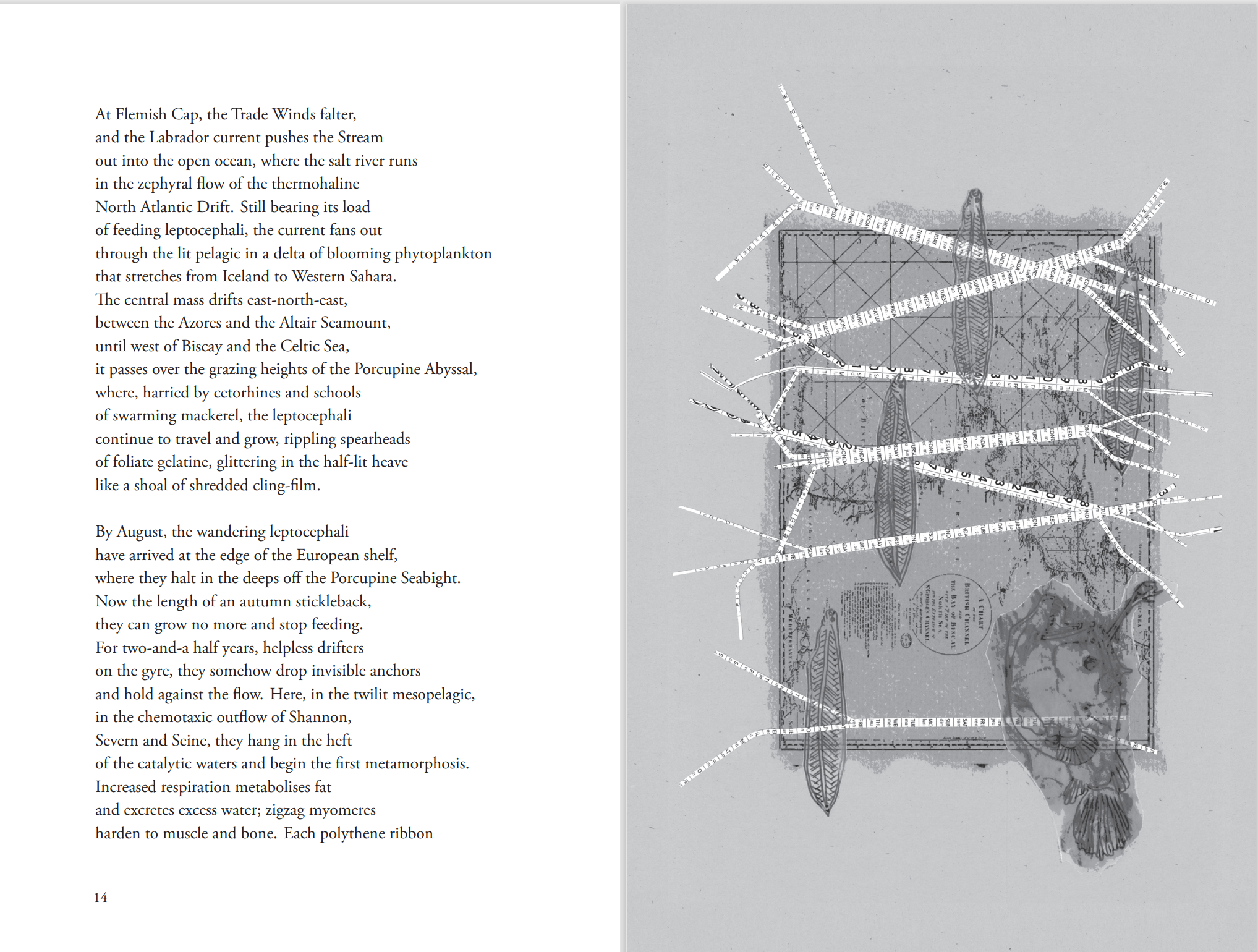 European Eel better 1