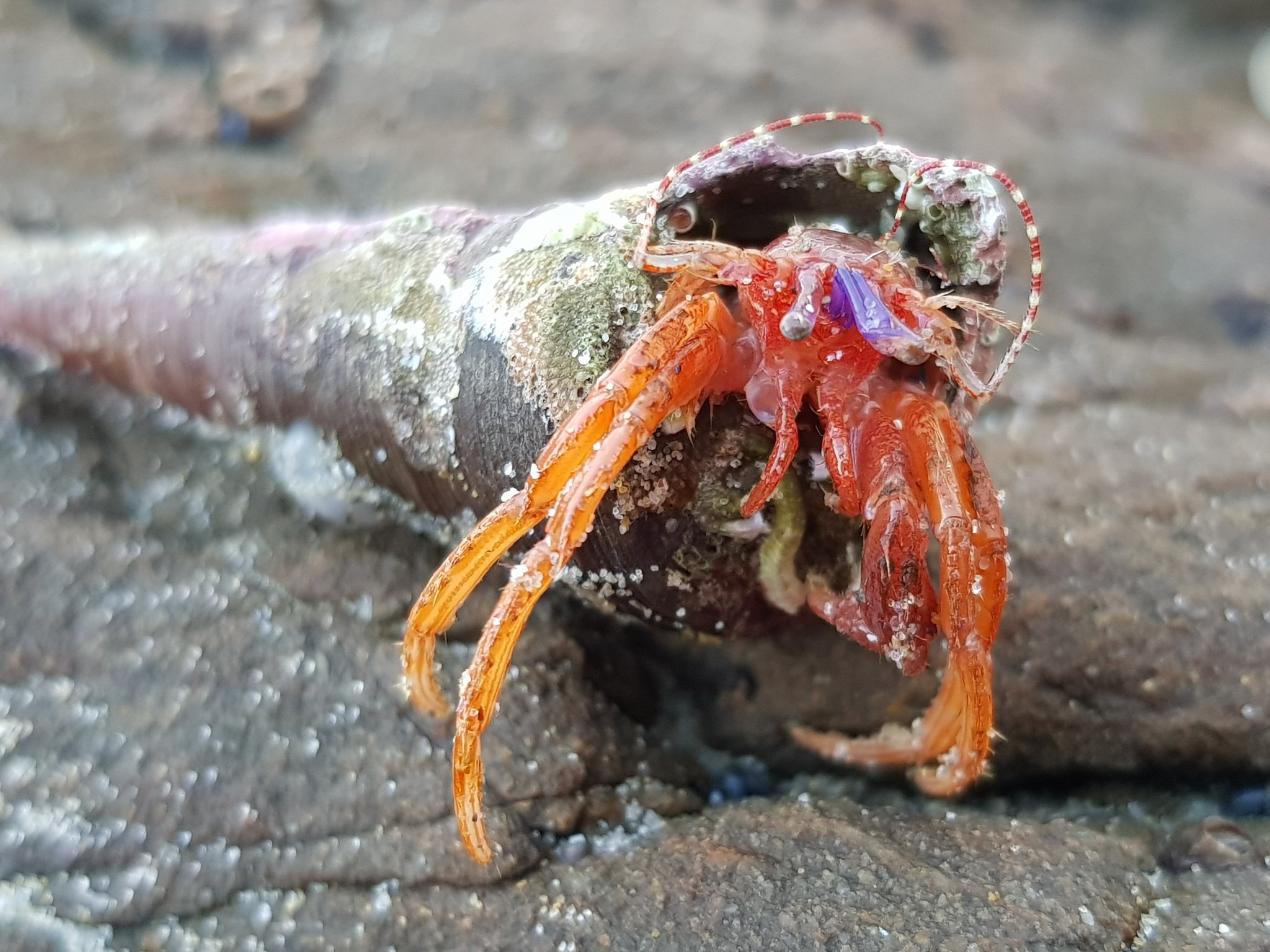 Hermit in the turret Ankh Spice