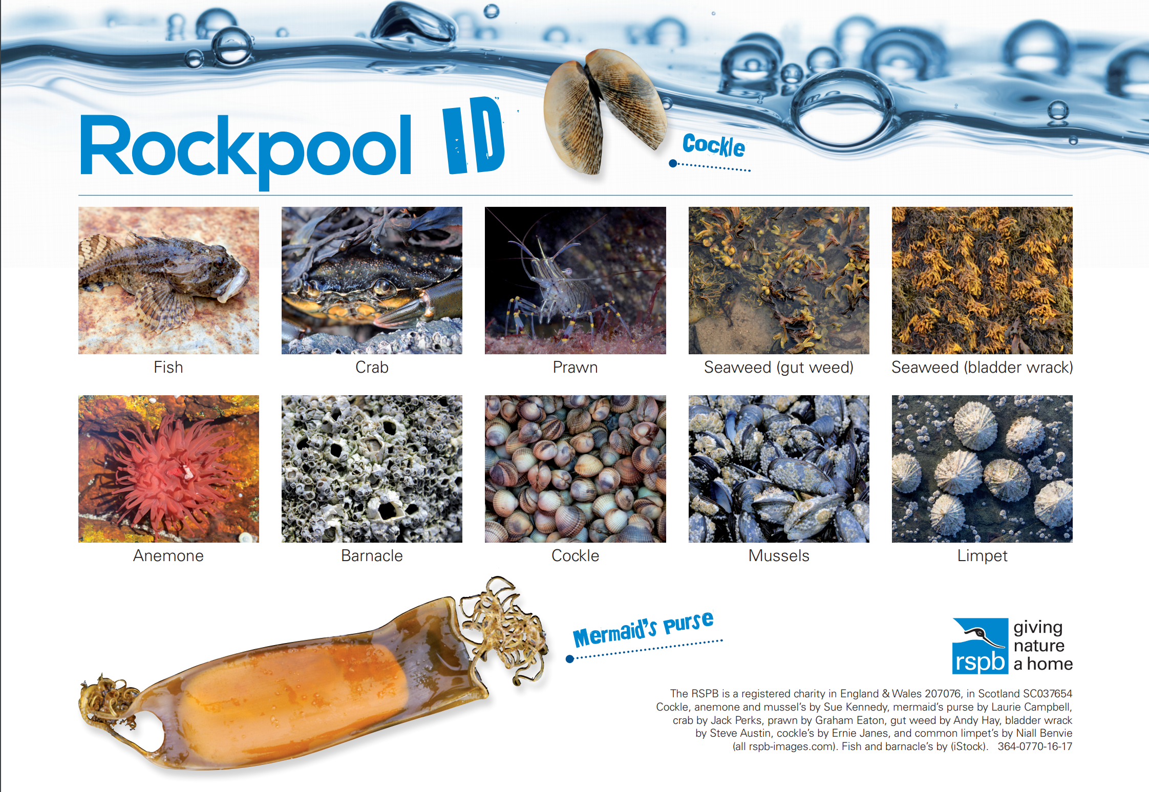 Rockpool id