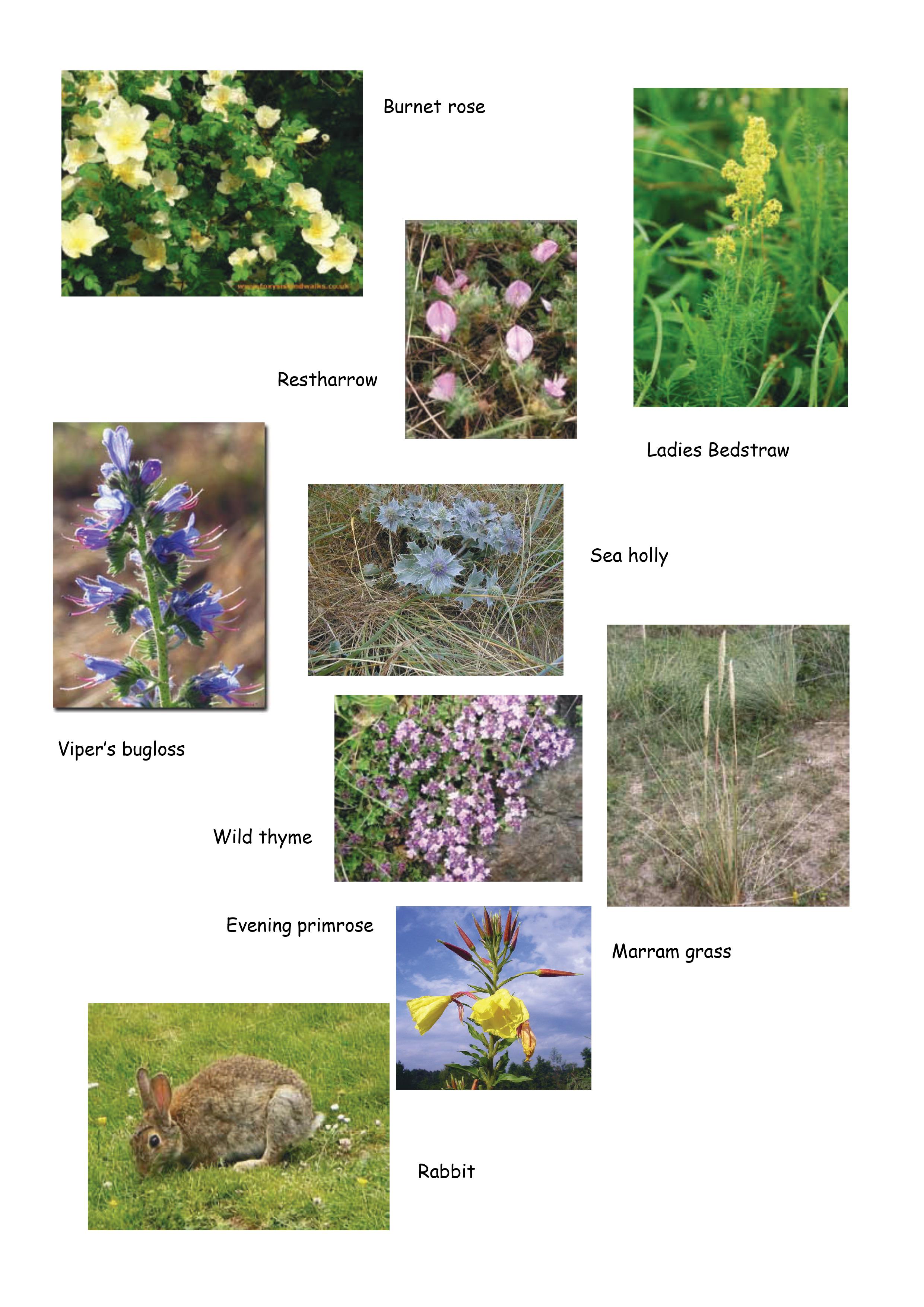 sand dune spotter guide 2