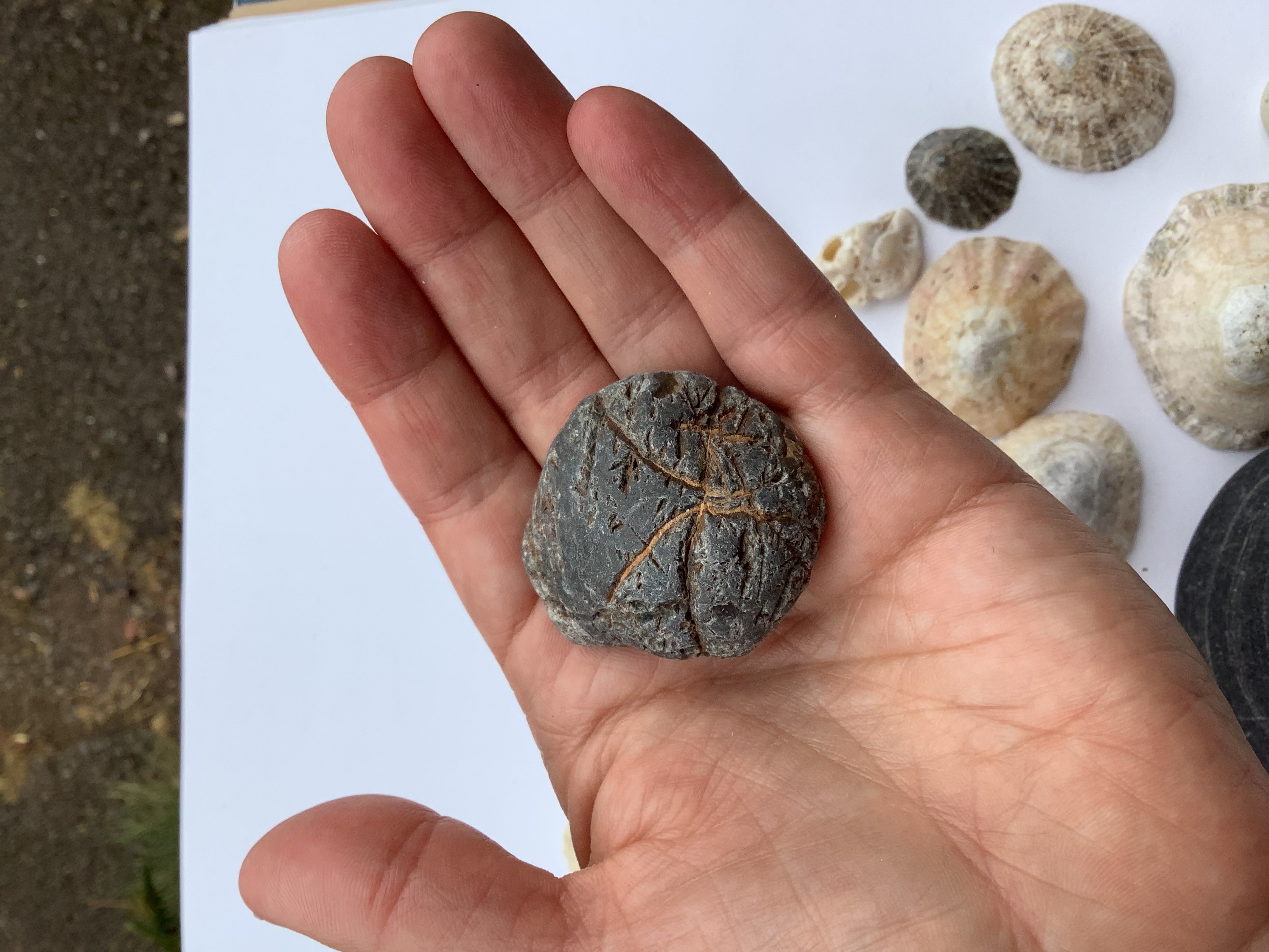 seafind 2 by Sarah Louise Wheeler