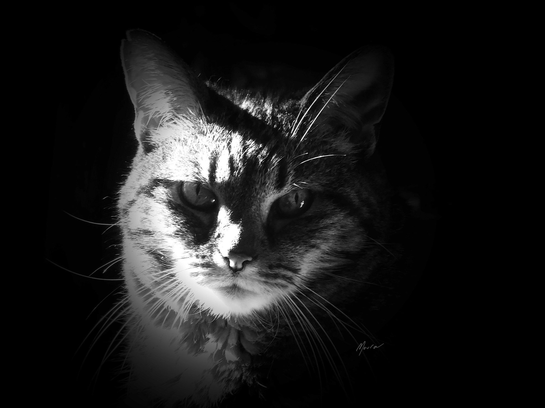 Cat by Elizabeth Moura