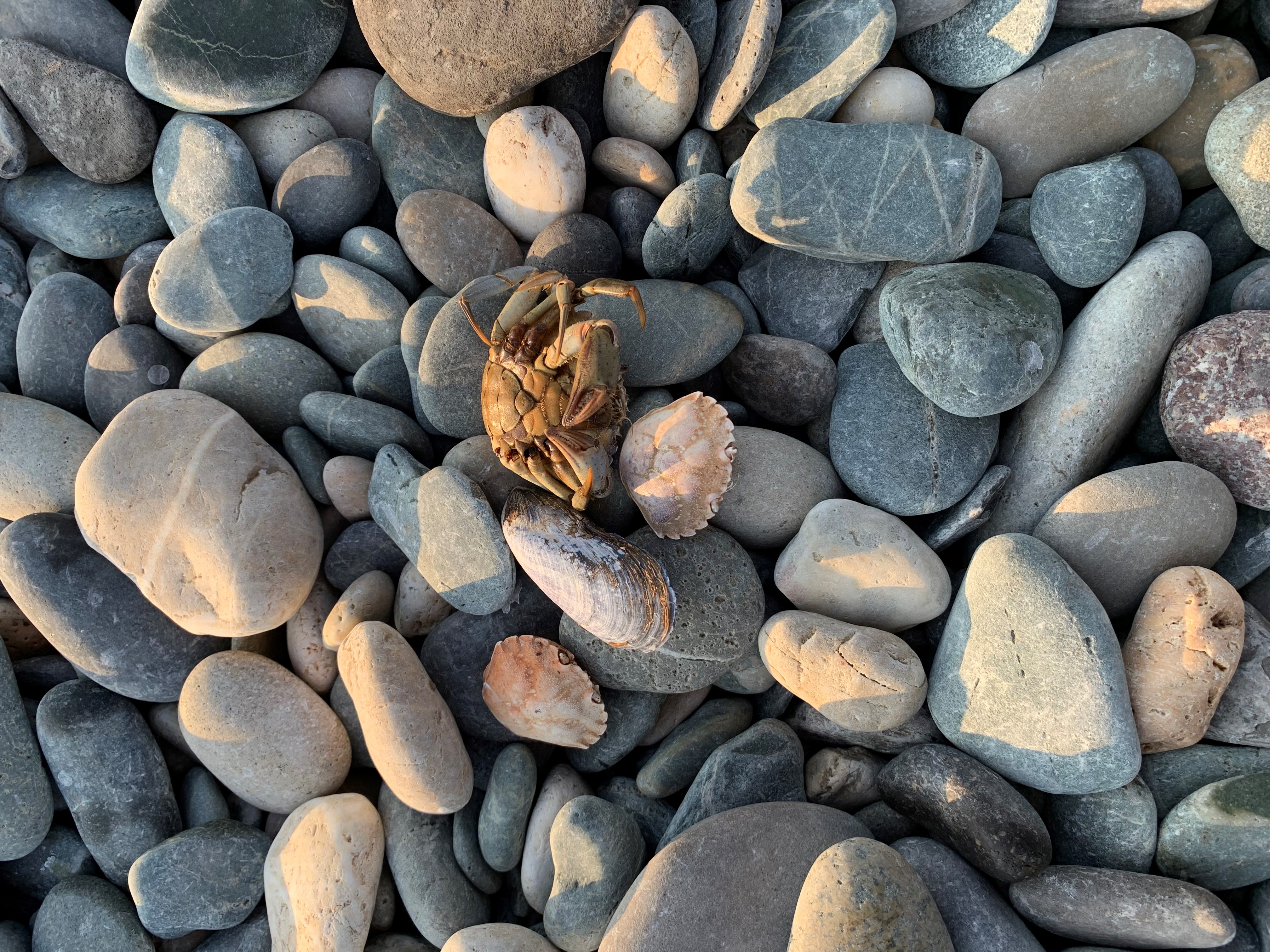 crab by Sarah Louise Wheeler