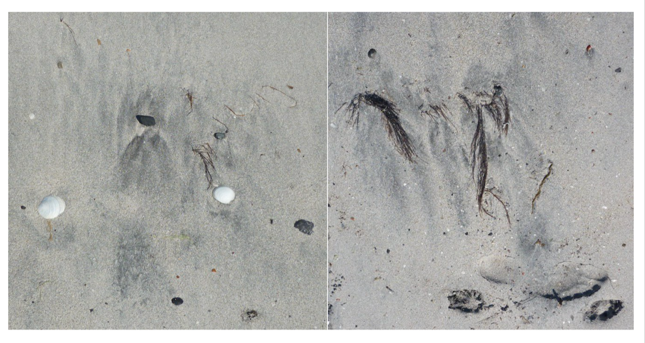 small charcters of the low tide mary frances