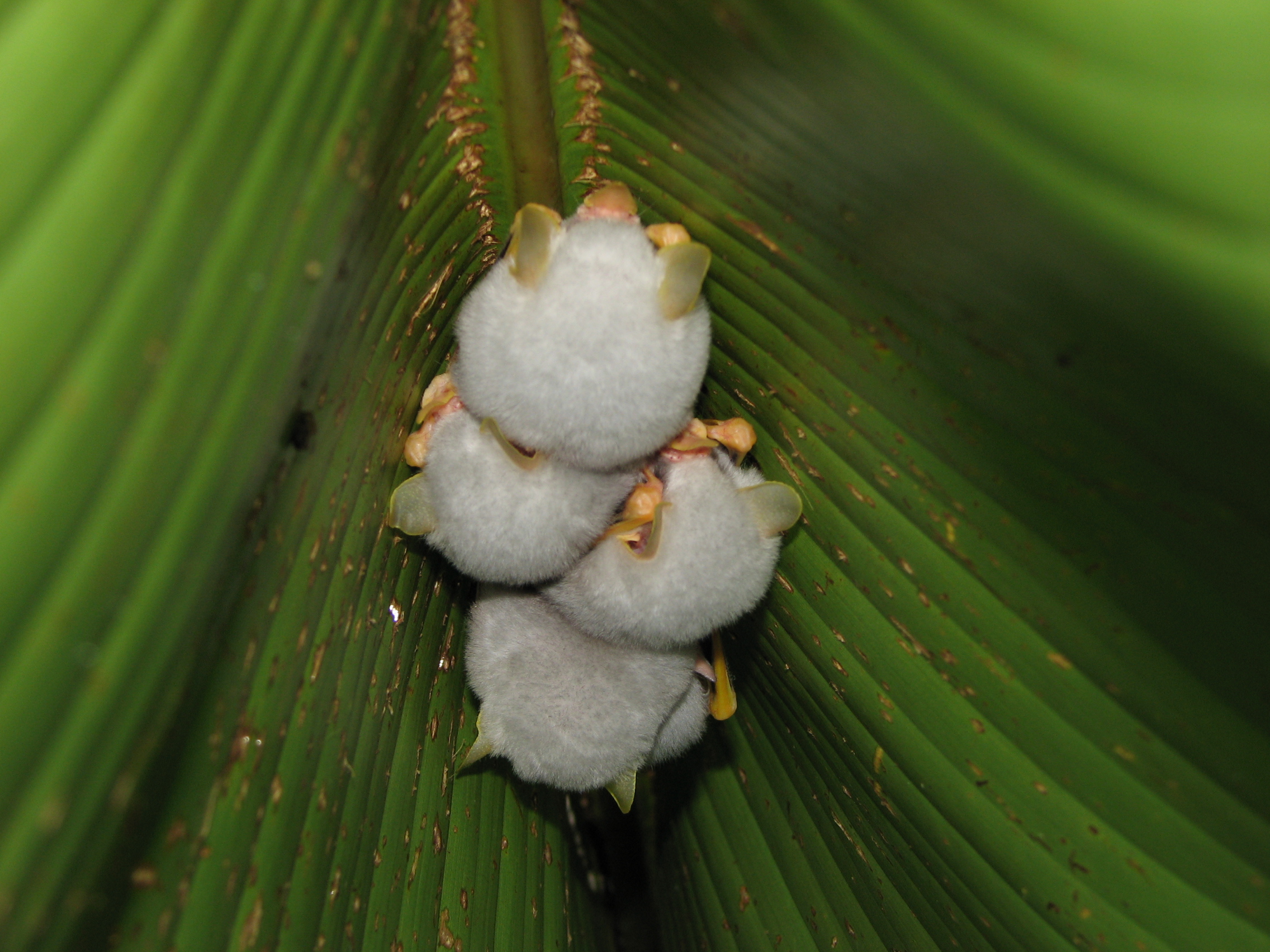 Ectophylla_alba_Costa_Rica Honduran White Bat (The Tent Maker)