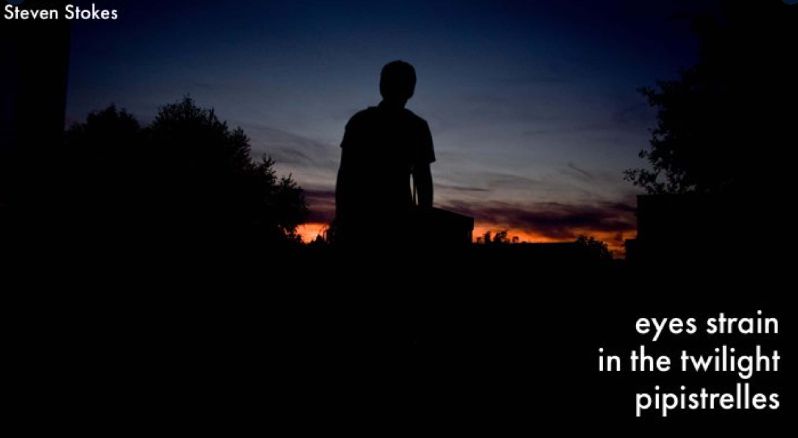 pipistrelles by Steven Stokes