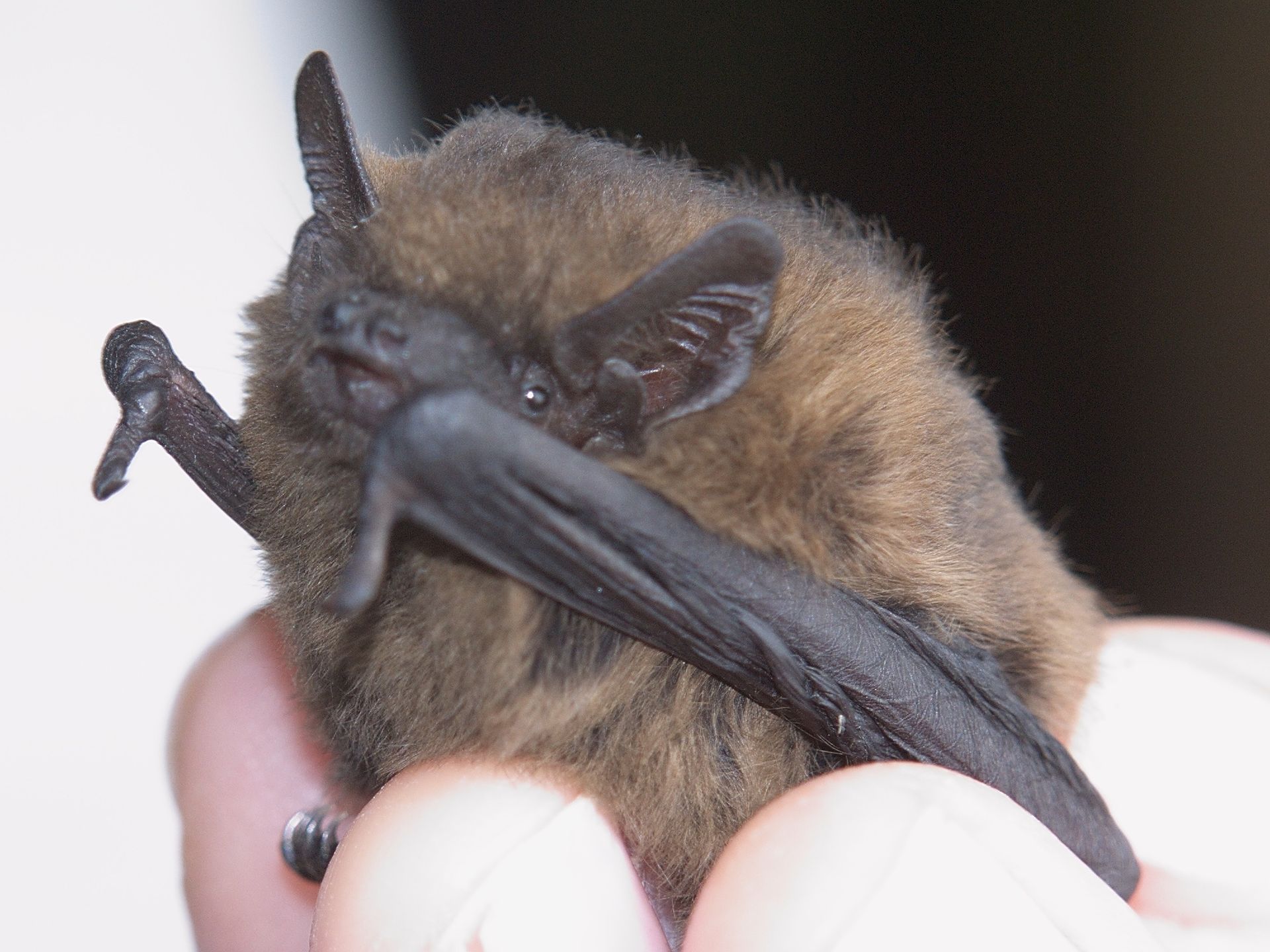 Pipistrellus female-1 pipistrelle