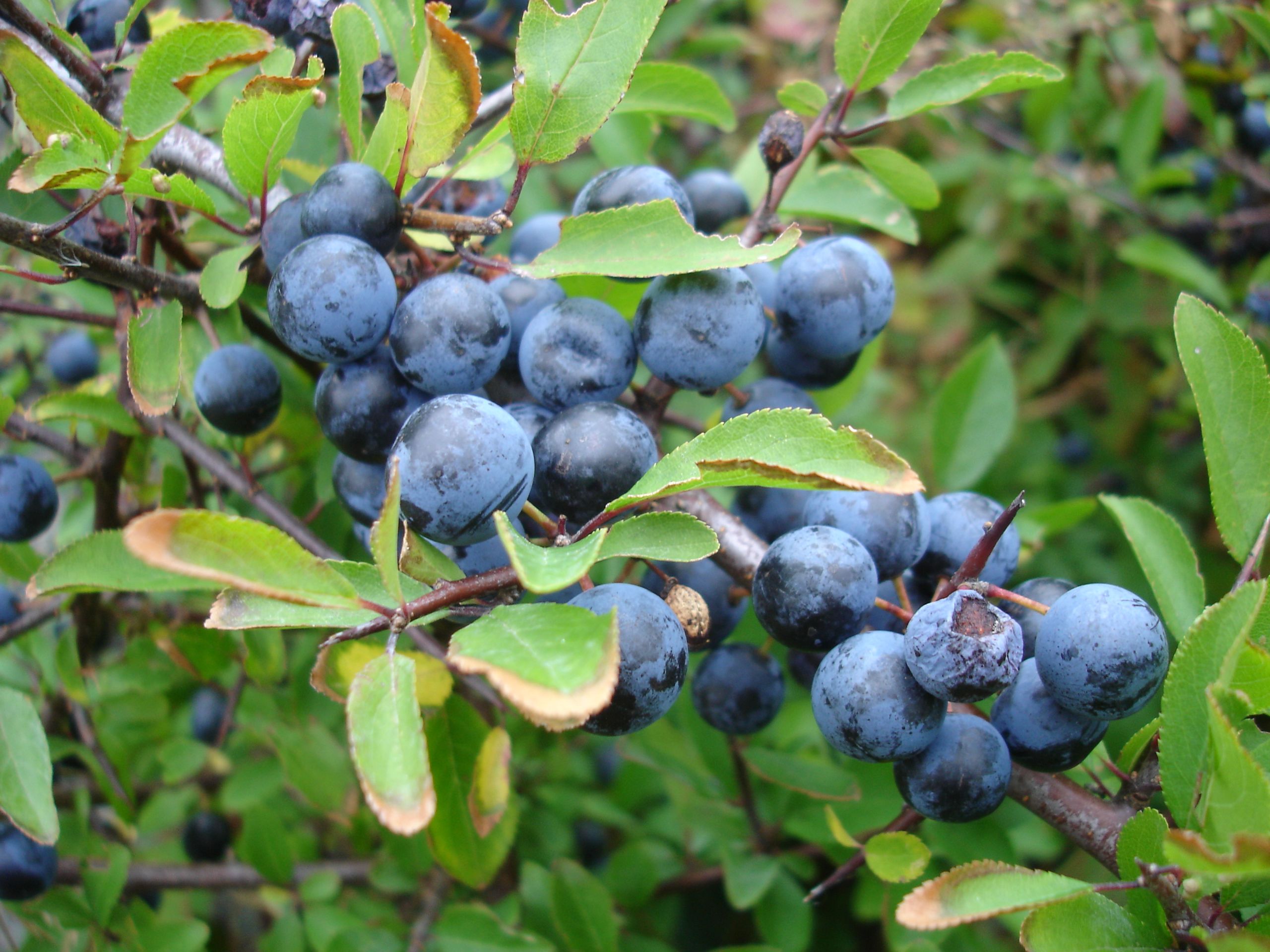 Closeup_of blackthorn aka sloe aka_prunus_spinosa_sweden