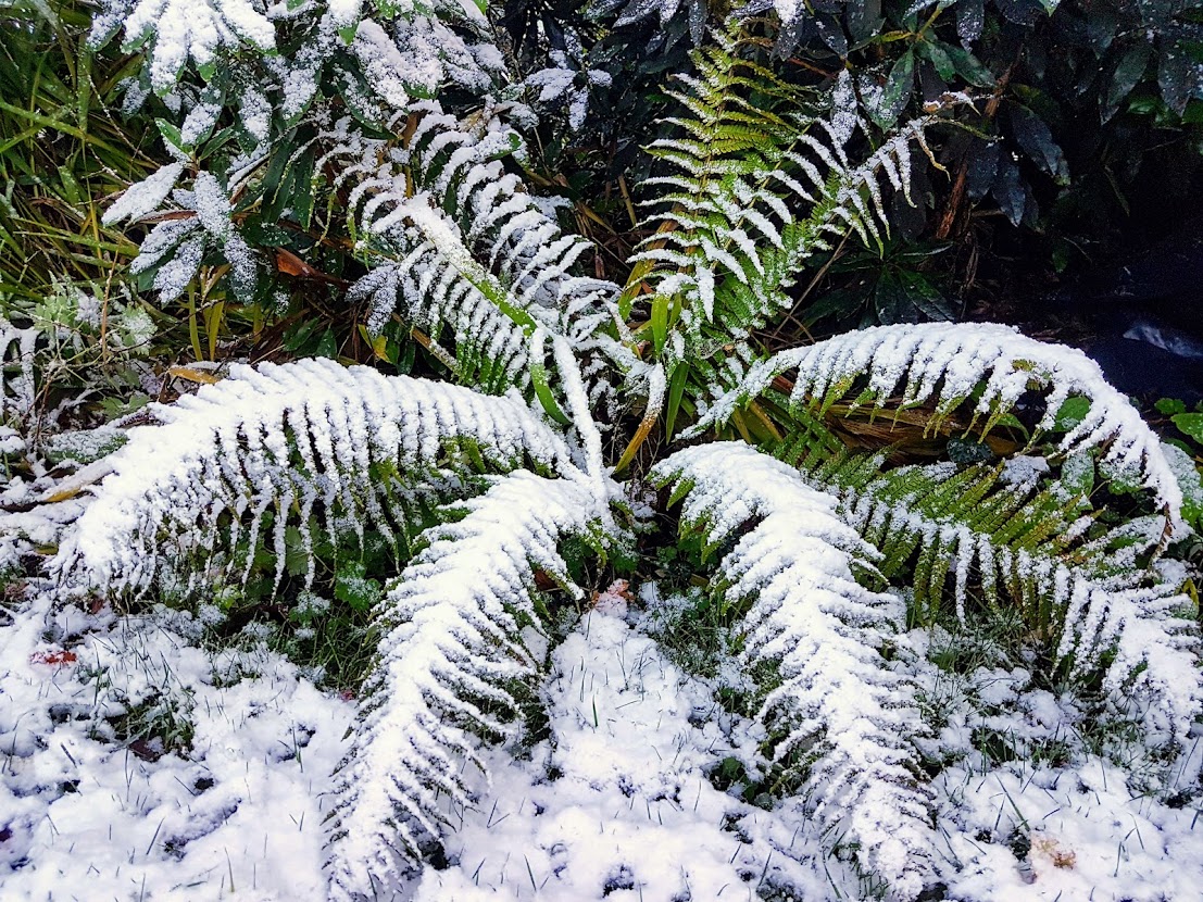 snow_on_fern