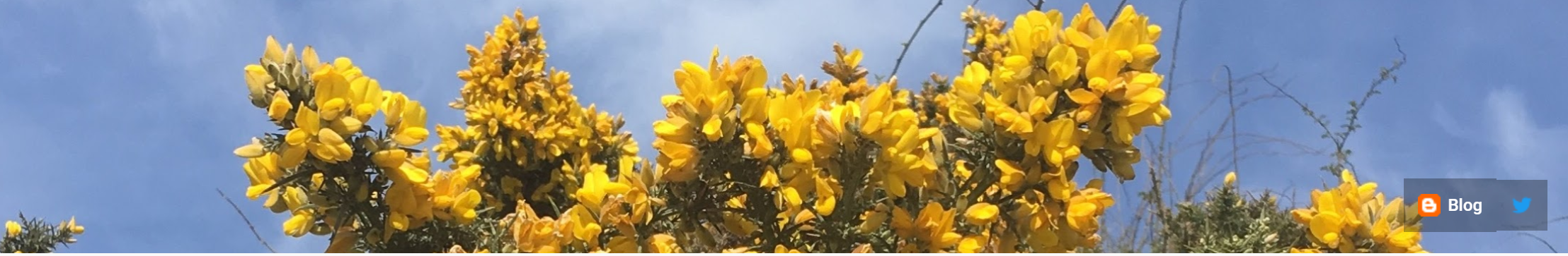 Sue Finch youtube image