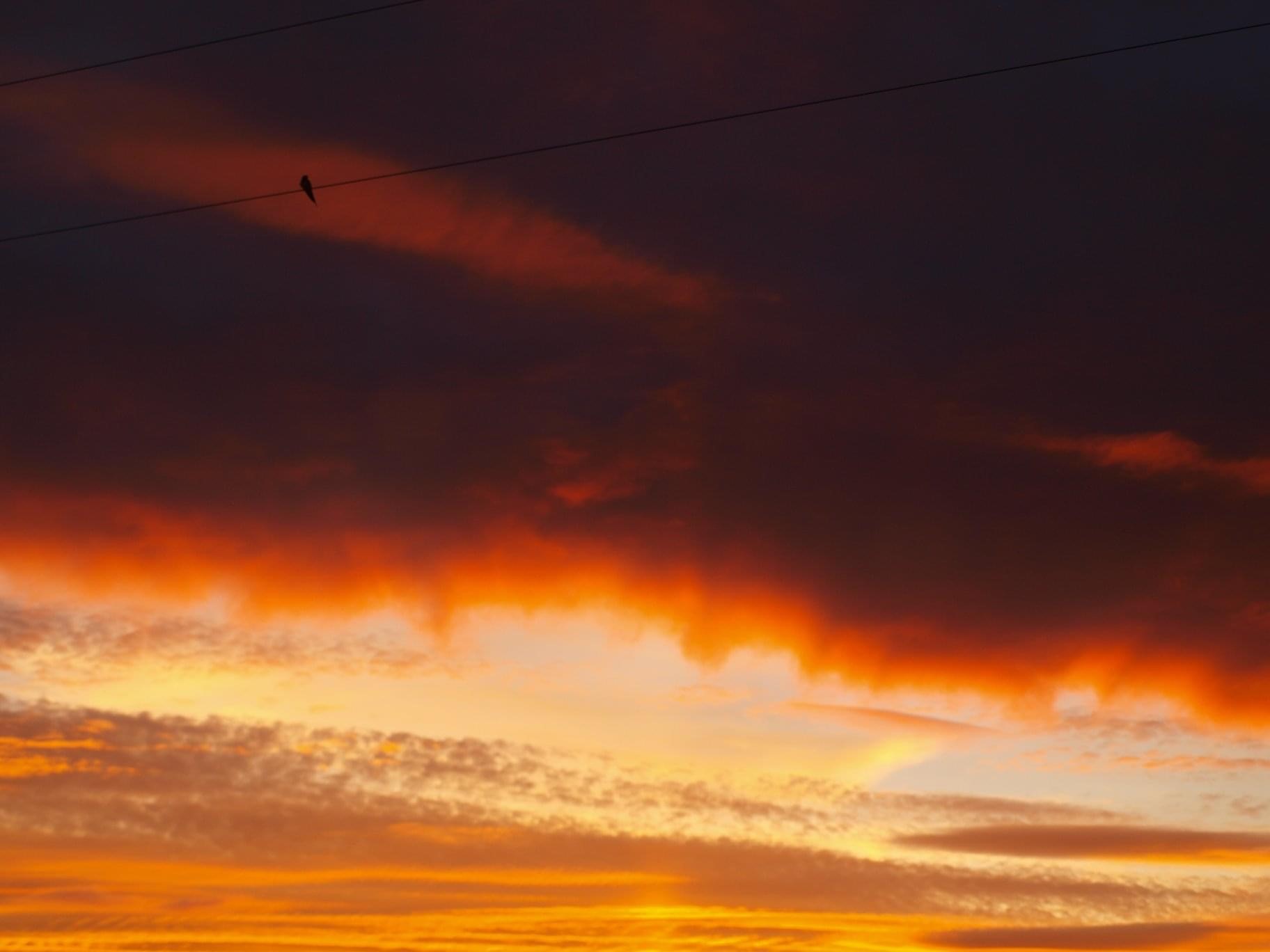 silhouetted swallow by Debbie Ross