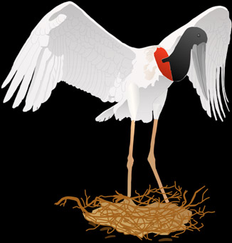 F 2.20. LEGEND OF THE TUIÚIÚ (JABIRU STORKS) folklore_tuiuiu
