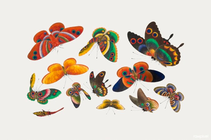 butterflies cxhinese