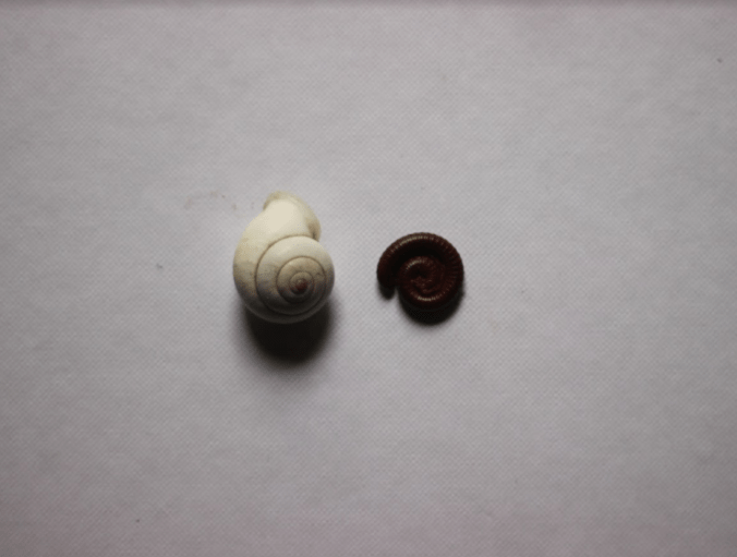 A shell and a snail side by side on grey-pink textured paper, centred. Shell on left, snail on right. 